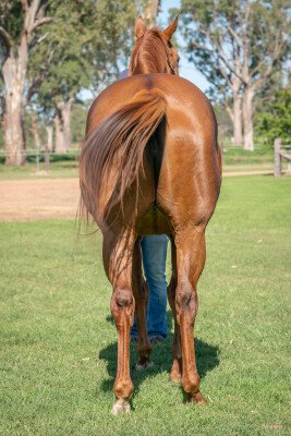 Lot 211: Northern Meteor / Lara's Glitter