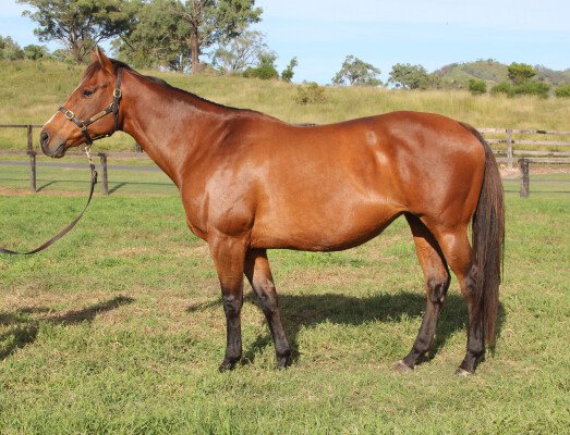 Lot 340: Dubleo (USA) / Maximova