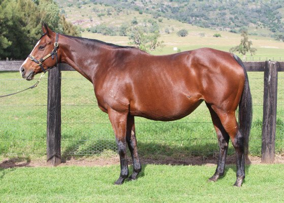 Lot 337: Falbrav (IRE) / Queen Emma (FR)