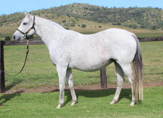 Lot 326: Najran (USA) / Golden Borders (USA)