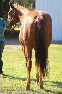 Lot 197: Toorak Toff / Hampton Rover (USA)
