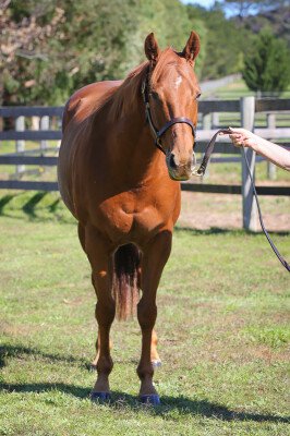 Lot 197: Toorak Toff / Hampton Rover (USA)