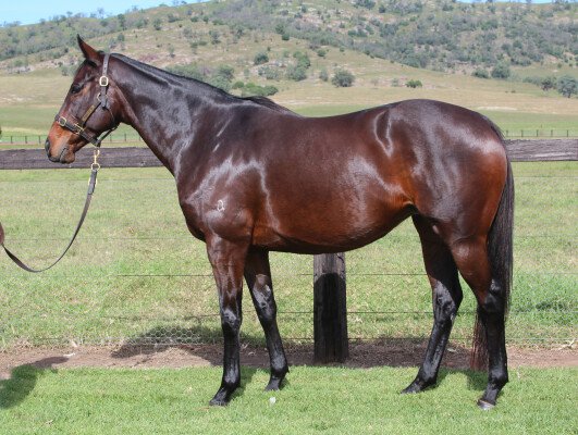 Lot 204: Denman / Reine de Jeu