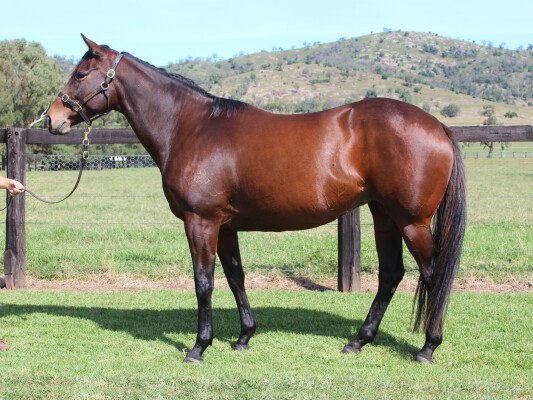 Lot 162: Snitzel / Sunday Valentine