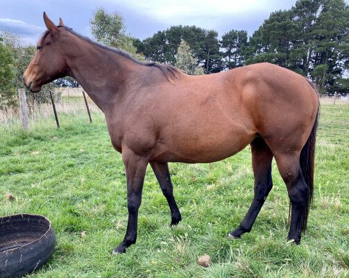 Lot 342: Malibu Moon (USA) / Lucinda K (USA)