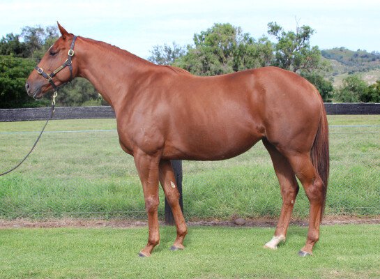 Lot 135: Sebring / Electric Dreams