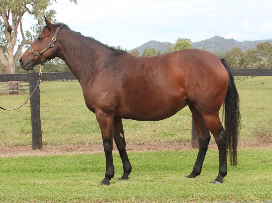 Lot 97: Sepoy / Vintedge