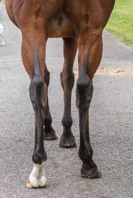 Lot 154: Not a Single Doubt / Eldaana (GB)