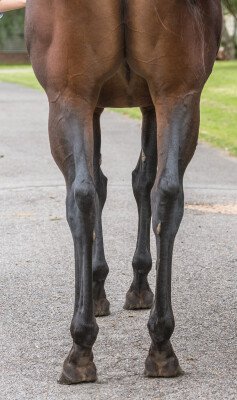 Lot 37: Sebring / Sinikka