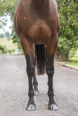 Lot 37: Sebring / Sinikka