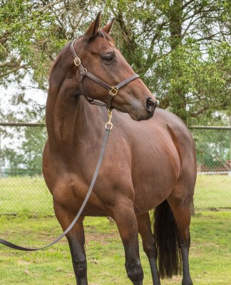 Lot 37: Sebring / Sinikka