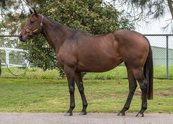 Lot 37: Sebring / Sinikka