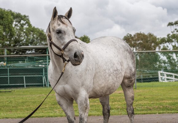 Lot 36: Malibu Moon (USA) / Cozy Deal (USA)