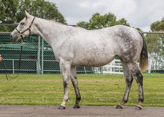 Lot 36: Malibu Moon (USA) / Cozy Deal (USA)
