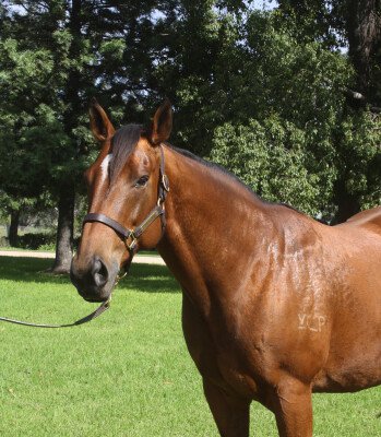 Lot 216: Snitzel / Manapouri (NZ)