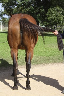 Lot 216: Snitzel / Manapouri (NZ)