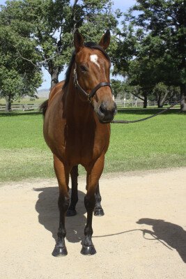 Lot 216: Snitzel / Manapouri (NZ)