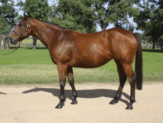 Lot 216: Snitzel / Manapouri (NZ)