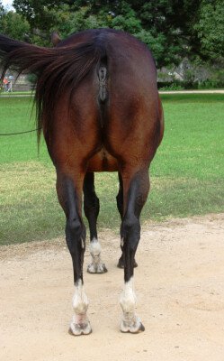 Lot 267: Volksraad (GB) / Fiordland (NZ)