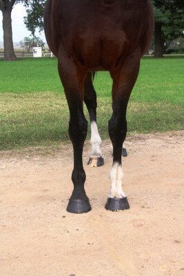 Lot 267: Volksraad (GB) / Fiordland (NZ)