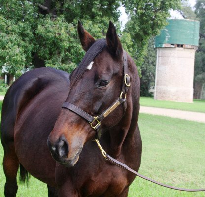 Lot 267: Volksraad (GB) / Fiordland (NZ)