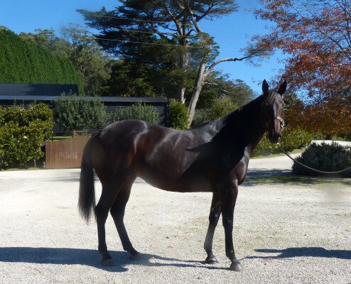 Lot 27: Myboycharlie (IRE) / Lady Migaloo