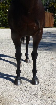 Lot 27: Myboycharlie (IRE) / Lady Migaloo