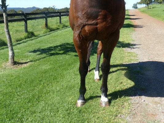 Lot 225: Hook and Ladder (USA) / Affirm Promise (USA)