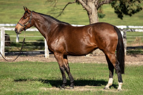 Lot 285: Malibu Moon (USA) / Giant's Firestone (USA)