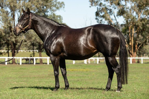 Lot 266: More Than Ready (USA) / Gamble Me