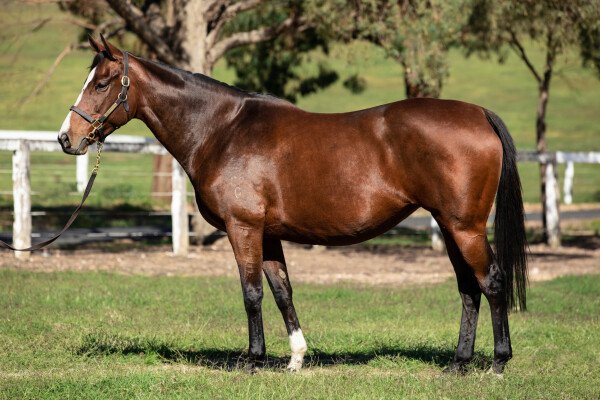 Lot 232: Northern Meteor / Tzu Hsi