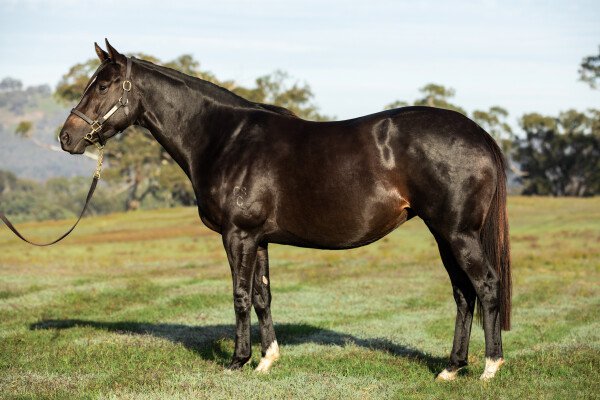Lot 208: More Than Ready (USA) / Pay Off Now