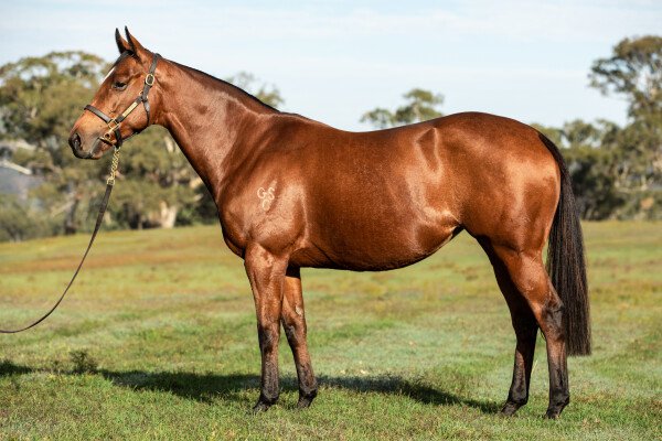 Lot 181: Smart Missile / History Maker (USA)