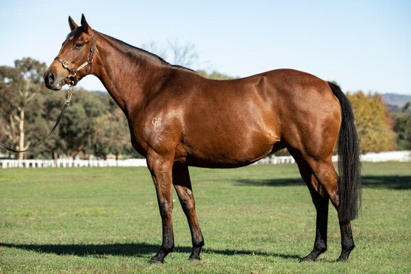 Lot 53: Northern Meteor / Cara y Cruz (USA)