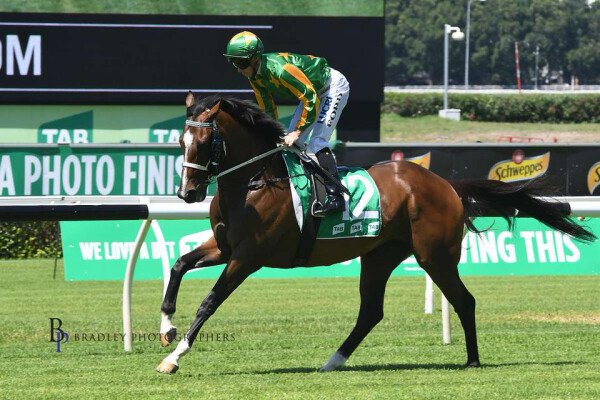 Lot 55: Bernardini (USA) / Petitions