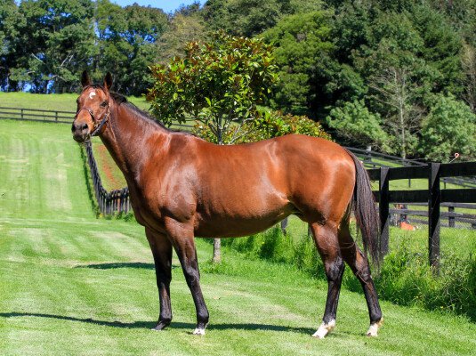 Lot 225: Hook and Ladder (USA) / Affirm Promise (USA)