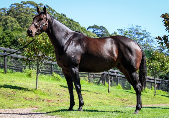 Lot 27: Myboycharlie (IRE) / Lady Migaloo