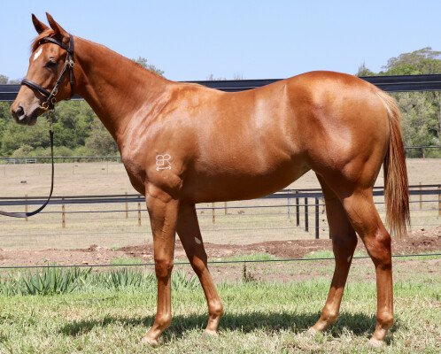 Lot 158: Extreme Choice / Frilly Curtain