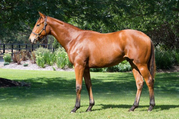 Lot 106: Magnus / Ready Cuz