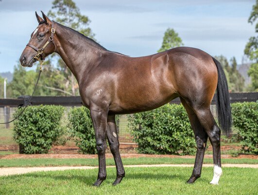 Lot 291: Medaglia d'Oro (USA) / Sultah