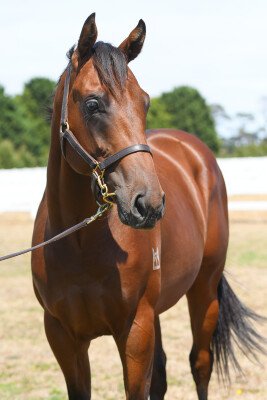 Lot 210: Kermadec (NZ) / Hangin' Tough