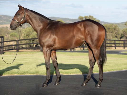 Lot 84: All Too Hard / Bousquet