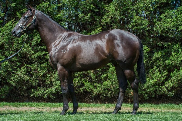 Lot 347: Foxwedge / Gogoreilly (NZ)